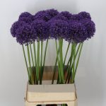 Allium Ambassador