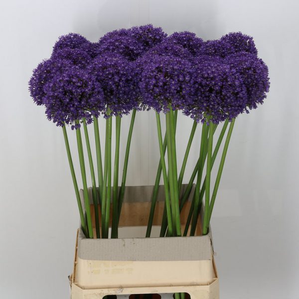 Allium Ambassador