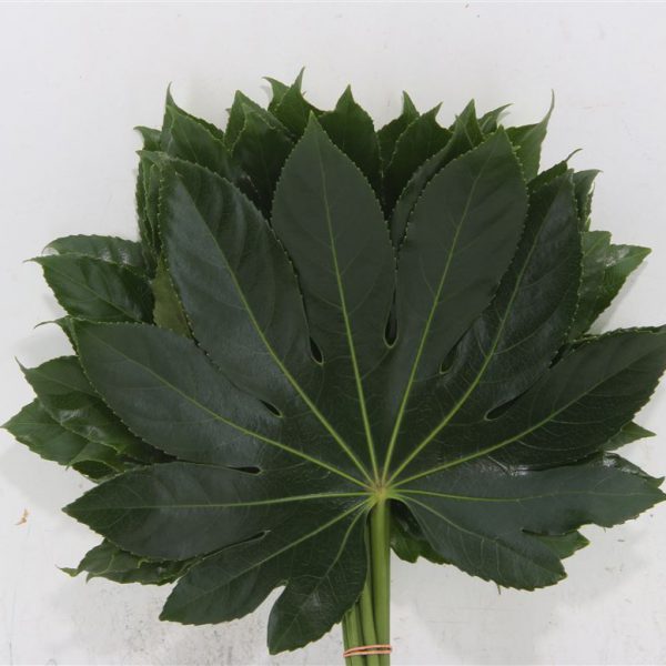 Aralia Leaf