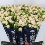 Spray Roses Cream Garcia