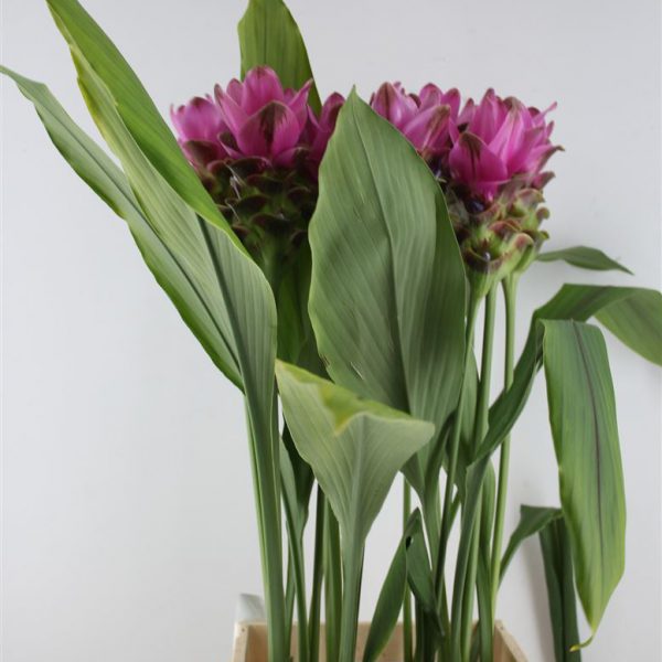 Curcuma Pink