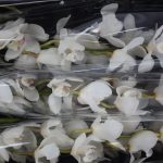 Cymbidium White