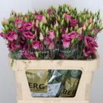 Lisianthus Hot Pink