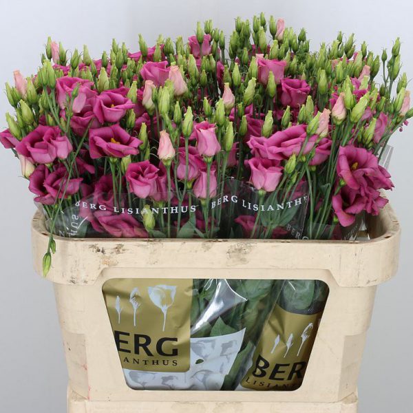 Lisianthus Hot Pink