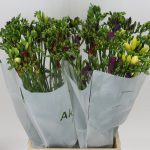 Freesia Mixed