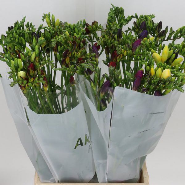 Freesia Mixed