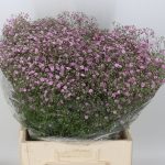 Gypsophilia Pink