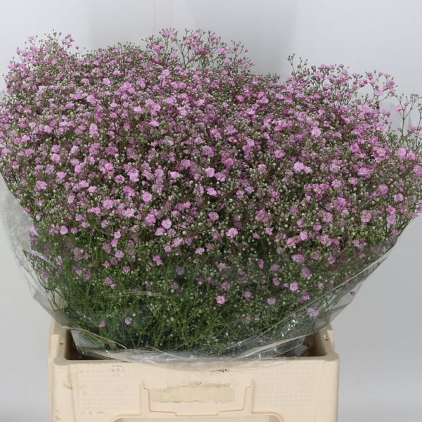 Gypsophilia Pink
