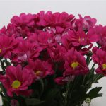 Chrysanthemum Purple