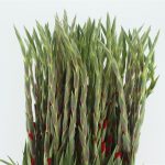 Gladioli Red