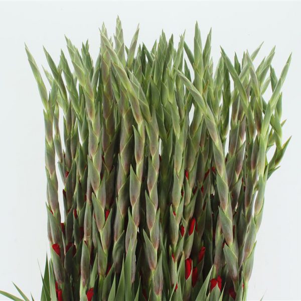 Gladioli Red