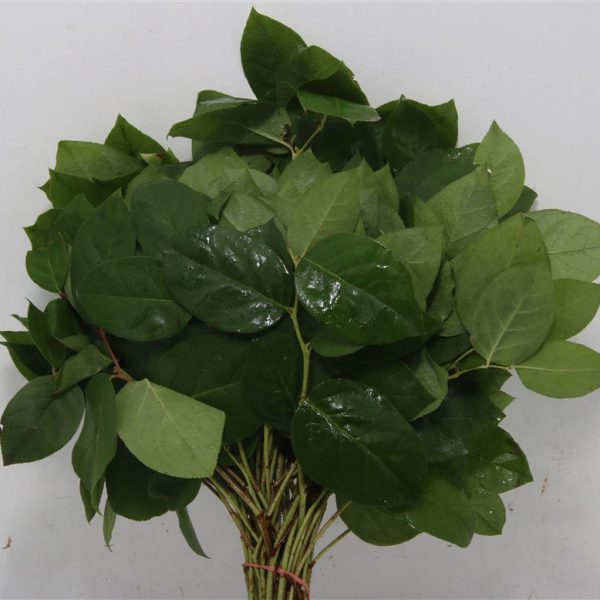 Salal Leaf