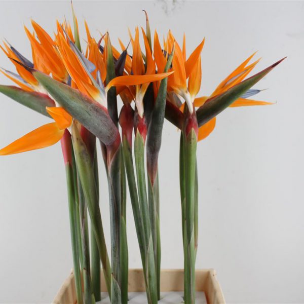 Strelitzia