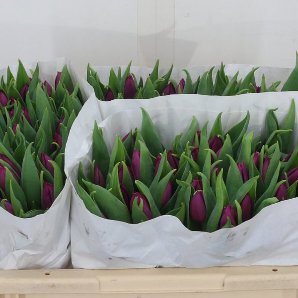 Tulip Purple