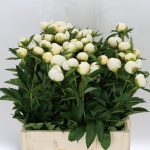 Peony Rose White
