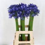 Agapanthus