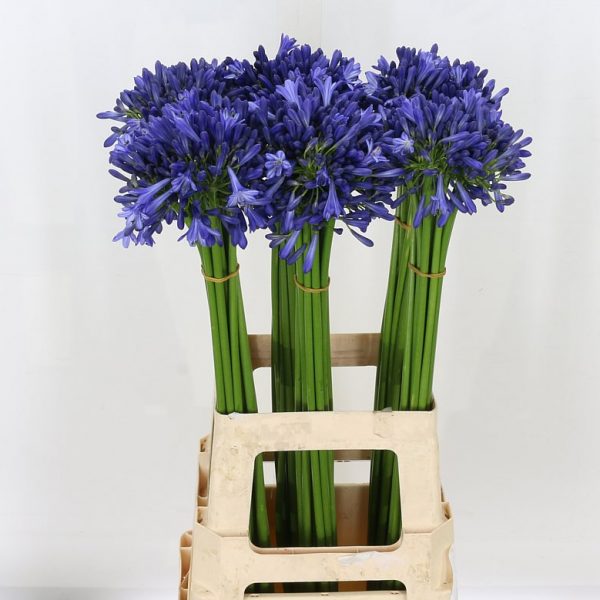 Agapanthus