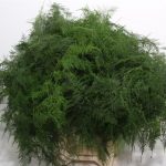 Asparagus Setaceus Long