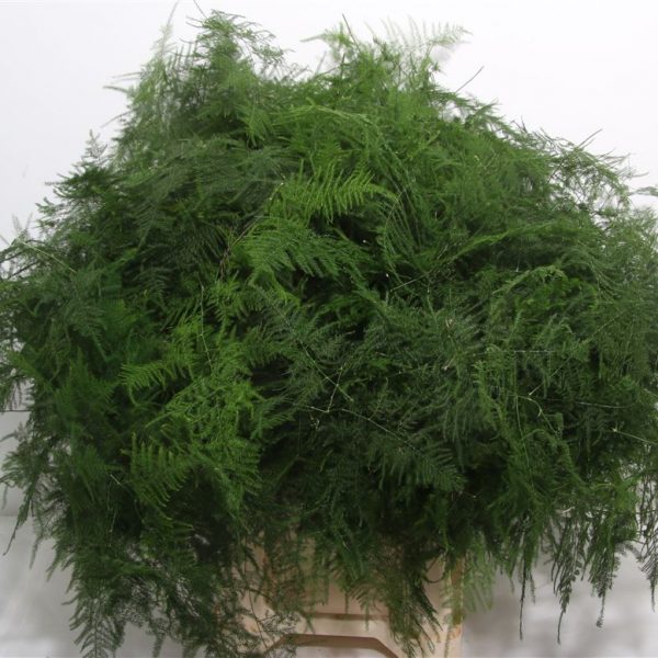 Asparagus Setaceus Long