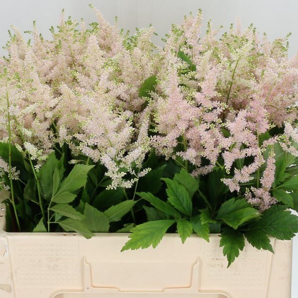 Astilbe