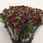 Spray Carnations