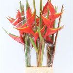 Heliconia