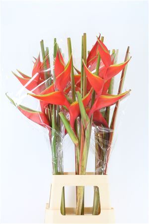 Heliconia