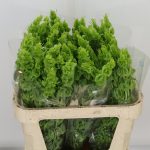 Moleculla Bells Of Ireland