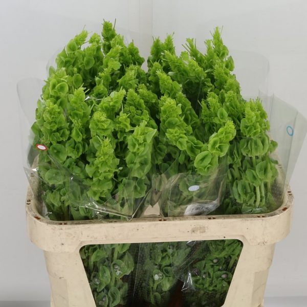 Moleculla Bells Of Ireland