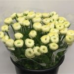 Ranunculus