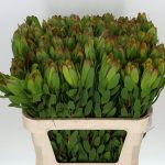 Leucadendron