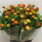Calendula
