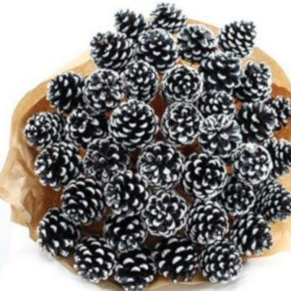 Pine Cone Black with white tip x 40