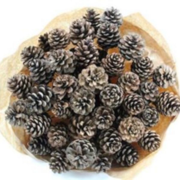 Pine Cone Natural x 50