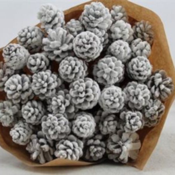 Pine Cone Snow x 40