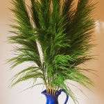 Pampas Grass Green Large