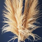 Natural Panpas Grass Large Tall