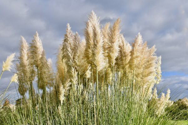 pampas grass